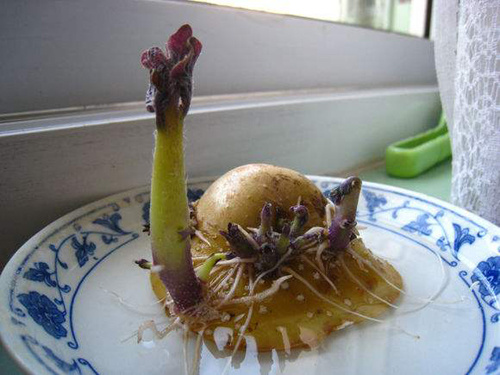 土豆发芽不能吃了就得扔掉?四种巧用发芽土豆的实用小妙招